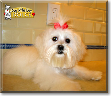 Dolce, the Dog of the Day Dolce, the Dog of the Day