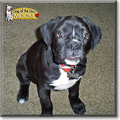 Moose, the Dog of the Day Moose, the Dog of the Day