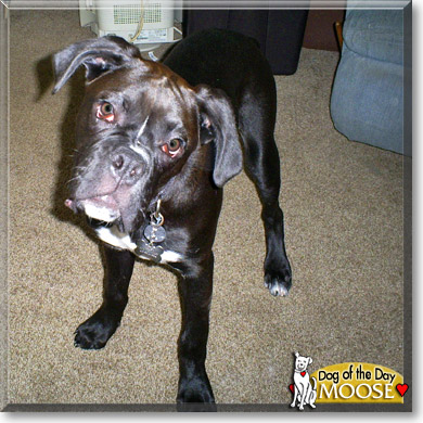 Moose, the Dog of the Day