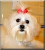 Dolce