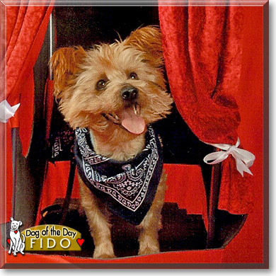 Fido, the Dog of the Day