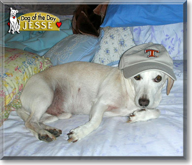 Jesse, the Dog of the Day