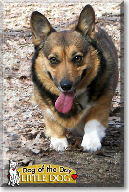 Little Dog, the Dog of the Day