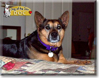 Doc, the Dog of the Day