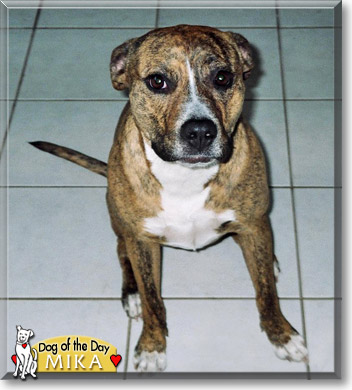 Mika, the Dog of the Day