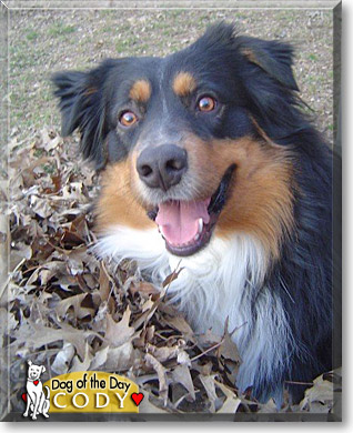 Cody, the Dog of the Day