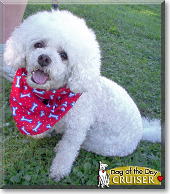 Cruiser, the Dog of the Day