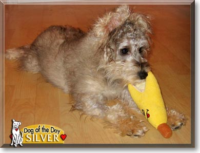 Silver, the Dog of the Day