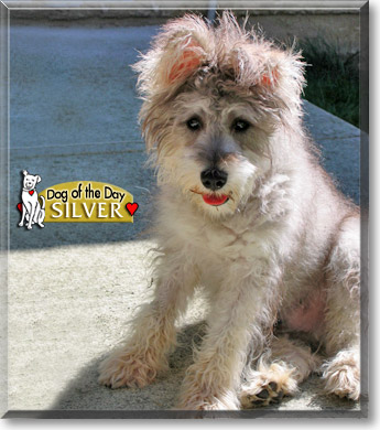 Silver, the Dog of the Day