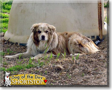 Shortstop, the Dog of the Day