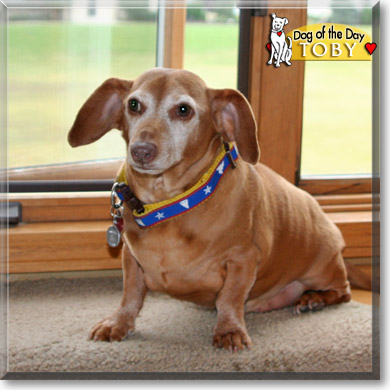 Toby, the Dog of the Day