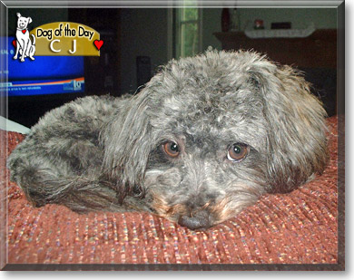 CJ, the Dog of the Day