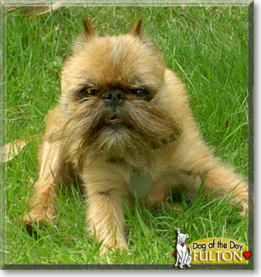 Fulton, the Dog of the Day