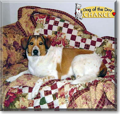 Chance, the Dog of the Day