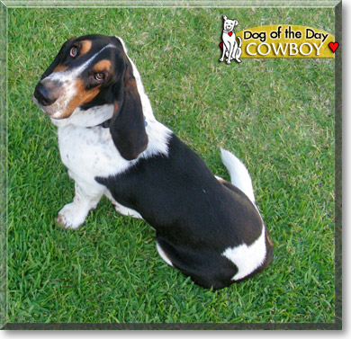Cowboy, the Dog of the Day