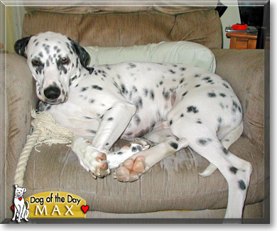 Max, the Dog of the Day