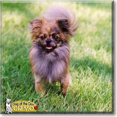 Gizmo, the Dog of the Day