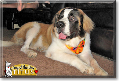 Titus, the Dog of the Day