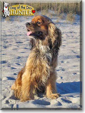 Hunter, the Dog of the Day