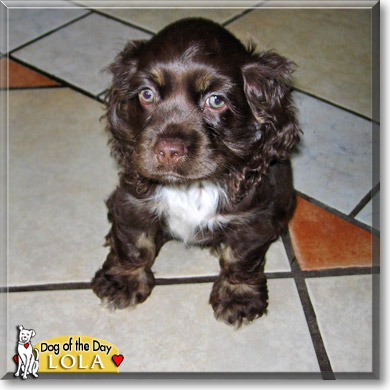 Lola, the Dog of the Day