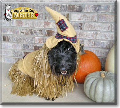 Buster, the Dog of the Day