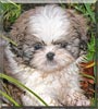 Maxwell