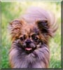 Gizmo