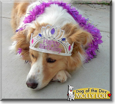 Molly Lou, the Dog of the Day Molly Lou, the Dog of the Day