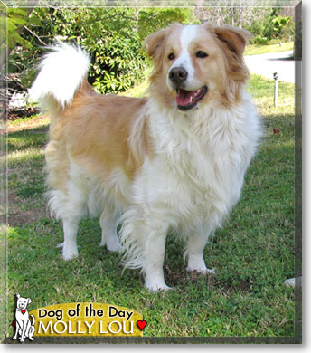 Molly Lou, the Dog of the Day