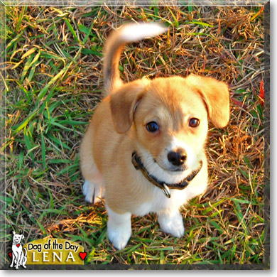 Lena, the Dog of the Day