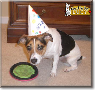 Lucy, the Dog of the Day
