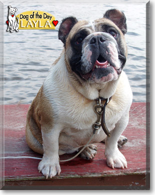 Layla, the Dog of the Day Layla, the Dog of the Day