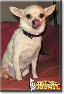 Boomer, the Dog of the Day