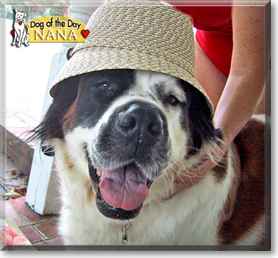 Nana, the Dog of the Day