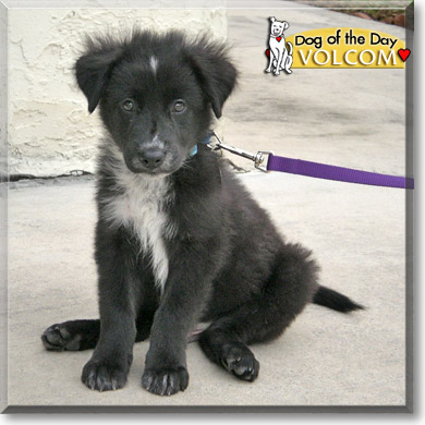 Volcom, the Dog of the Day