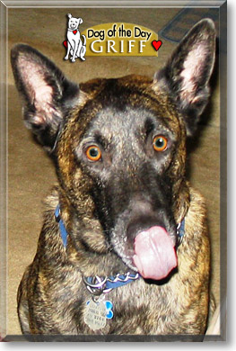 Griff, the Dog of the Day