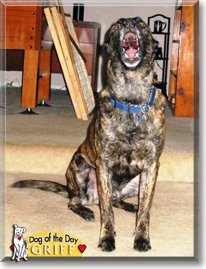 Griff, the Dog of the Day