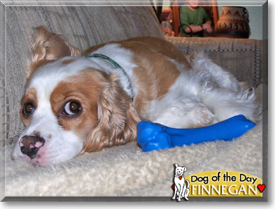 Finnegan, the Dog of the Day