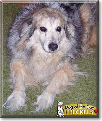 Freckels, the Dog of the Day