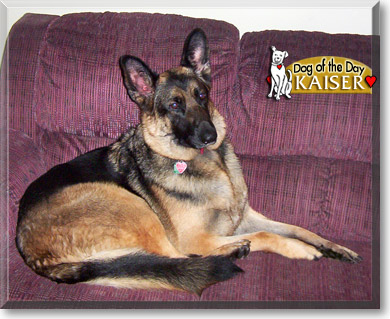 Kaiser, the Dog of the Day