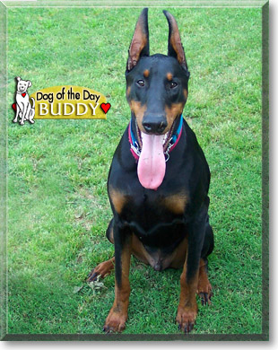 Buddy, the Dog of the Day