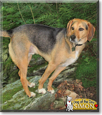 Simon, the Dog of the Day