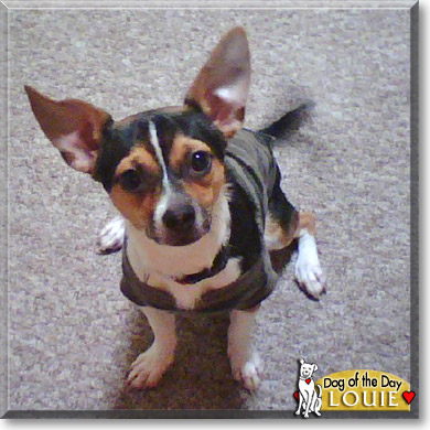 Louie, the Dog of the Day