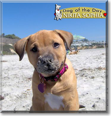 Nikita Sophia, the Dog of the Day