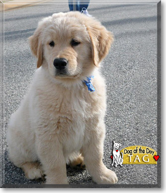 Tag, the Dog of the Day