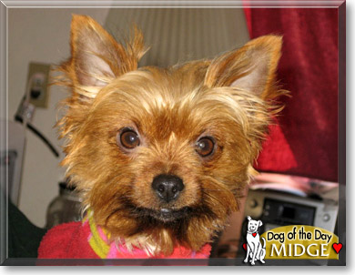 Midge, the Dog of the Day