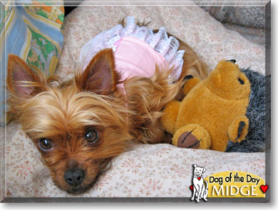 Midge, the Dog of the Day