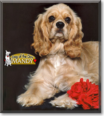 Mandy, the Dog of the Day