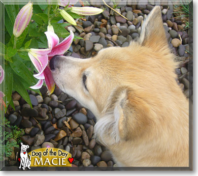 Macie, the Dog of the Day