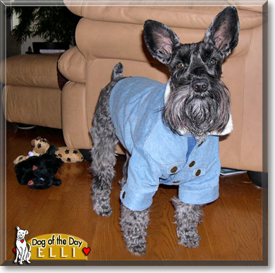 Elli, the Dog of the Day